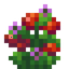Wild Tomatoes