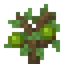 Almond Sapling