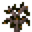 Mandarin Sapling