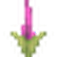 Potted Corpse Flower