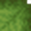 Giant Lily Pad