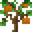 Grapefruit Sapling