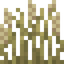 Dune Grass