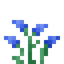 Winter Scilla