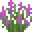 Purple Lupine