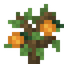 Gooseberry Sapling