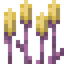 Glimmer Reeds
