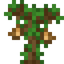 Tamarind Sapling