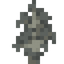 Iroko Sapling