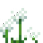 Eriophorum