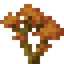 Orange Maple Sapling