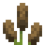 Cattail