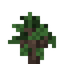 Holly Sapling