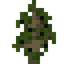 Black Cherry Sapling