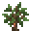 Rubber Sapling