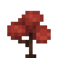 Red Maple Sapling