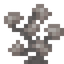 Dead Stone Coral