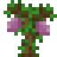Passionfruit Sapling
