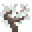 Dogwood Sapling