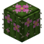 Flowering Barrel Cactus