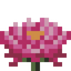 Huge Water Lily
