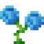 Hydroangeas
