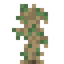 Rubber Tree Sapling