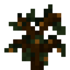 Persimmon Sapling