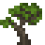 Maple Sapling
