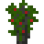 Cashew Sapling