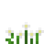 White Anemone