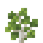 Fig Sapling