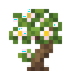 Dark Cherry Sapling