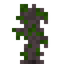 Cacao Sapling