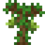 Peppercorn Sapling