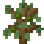 Avocado Sapling