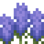 Tall Lavender