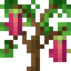 Dragon Fruit Sapling