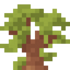 Baobab Shrub