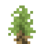 Joshua Shrub