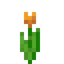 Orange Tulip