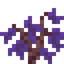Jacaranda Sapling