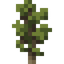 Pine Sapling