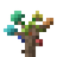 Rainbow Oak Sapling