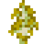 Yellow Birch Sapling