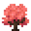 Fiery Trumpet Sapling