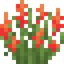 Red Lupine
