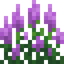 Hyssop