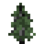Silver Fir Sapling