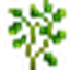 Cilantro